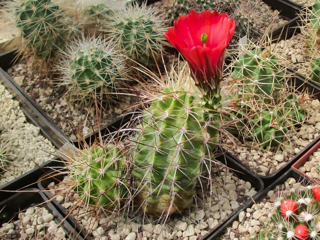Echinocereus triglochidiatus JO 39, San Bernardino Mts., CA. Zajímavé tělo i poněkud netypický květ. Rostlina vysetá v roce 1992 kvetla letos (2019) poprvé