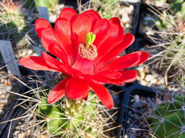 E. coccineus ’rosei’,  TO 422, Sierra Blanca, Hudspeth Co., TX
