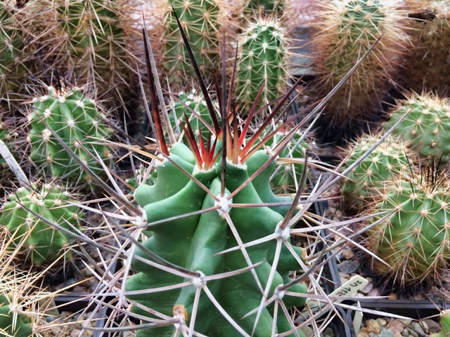 V roce 2004 získaná rostlina E. trichlochidiatus var. gurneyi JM 112, Guadelupe Mts., NM