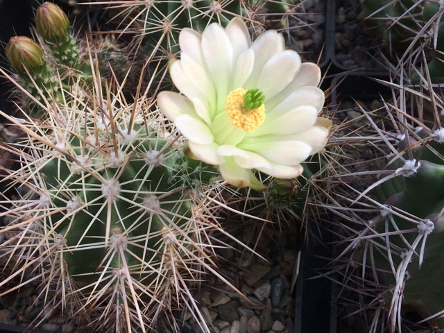 Echinocereus coccineus SB 243, Otero Co., NM, forma s bílým květem