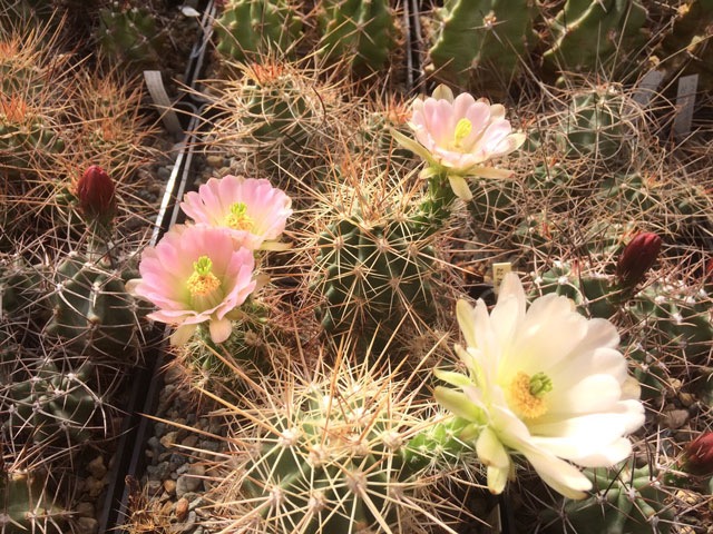 Echinocereus coccineus SB 243, Otero Co., NM, zb&yacute;vaj&iacute;c&iacute; dvě rostliny vykvetly s růžov&yacute;m n&aacute;dechem