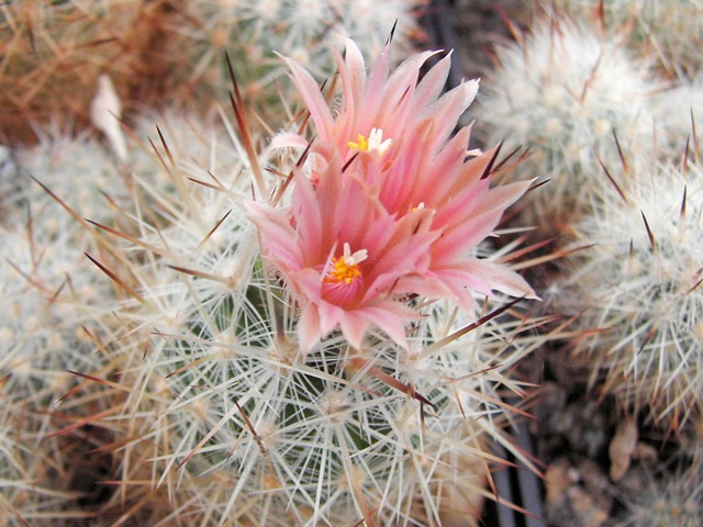 Escobaria sp., zakoupená jako E. vivipara var. deserti, což určitě není