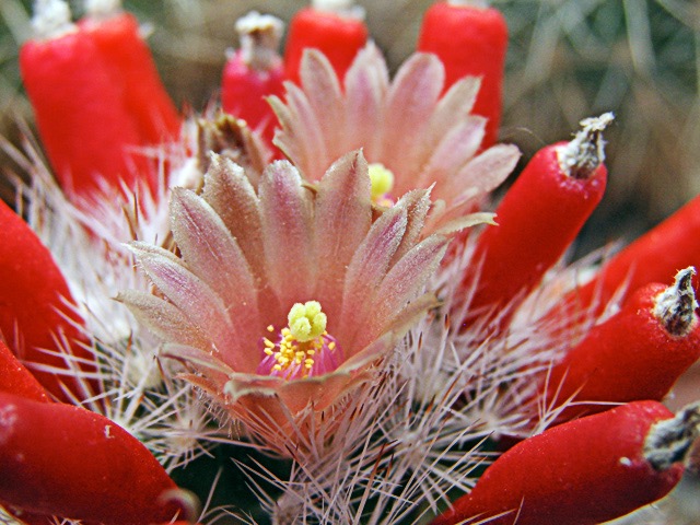 Escobaria pelkineri