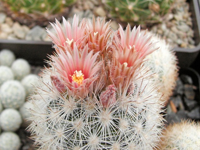 Escobaria orcutii var. koenigii