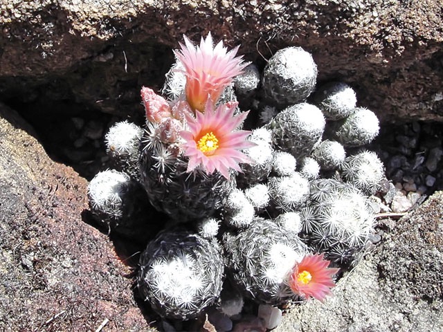 Escobaria sneedii var. leei SB 397 na záhonu