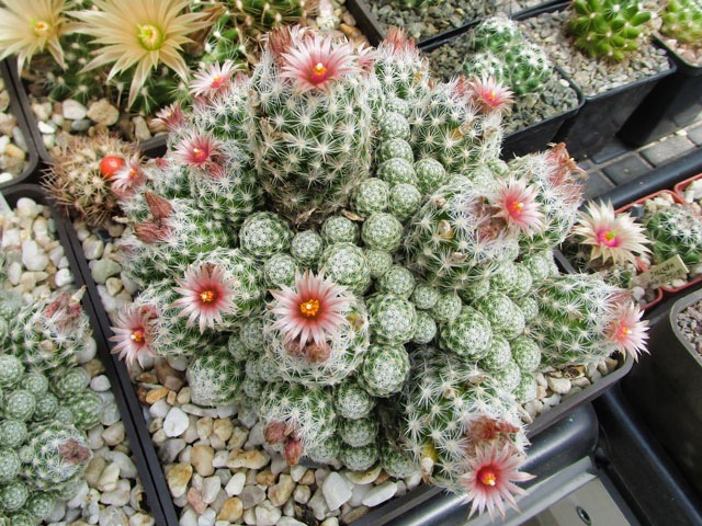 Escobaria sneedii var. leei SB 397 ve skleníku, miska 16 cm