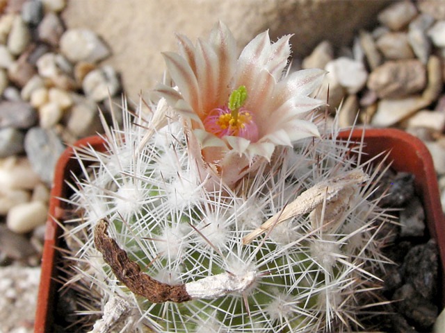 Escobaria dasyacantha SB 907