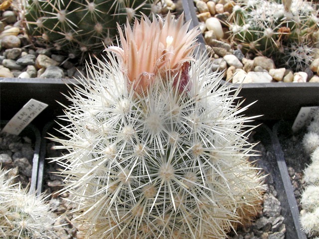 Escobaria organensis HK 307