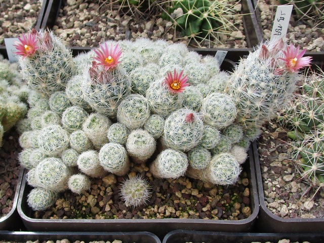 Rostlina získaná jako E. organensis SB 823, ale zřejmě šlo o záměnu semen a bude to E. sneedii v. leei