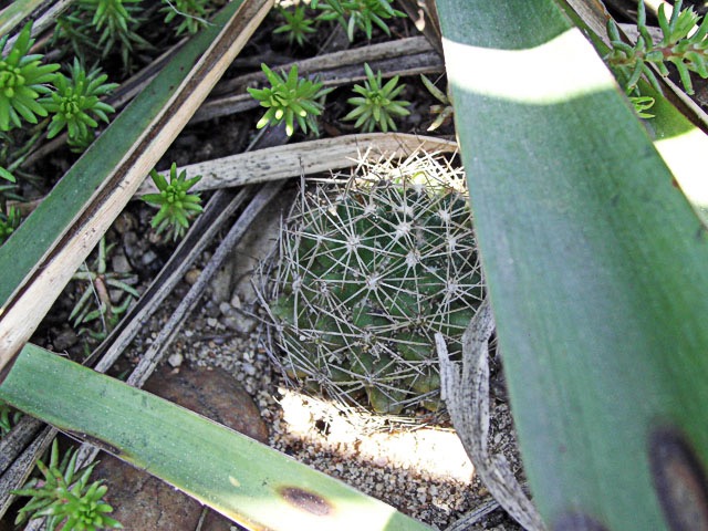 Escobaria missouriensis na skalce