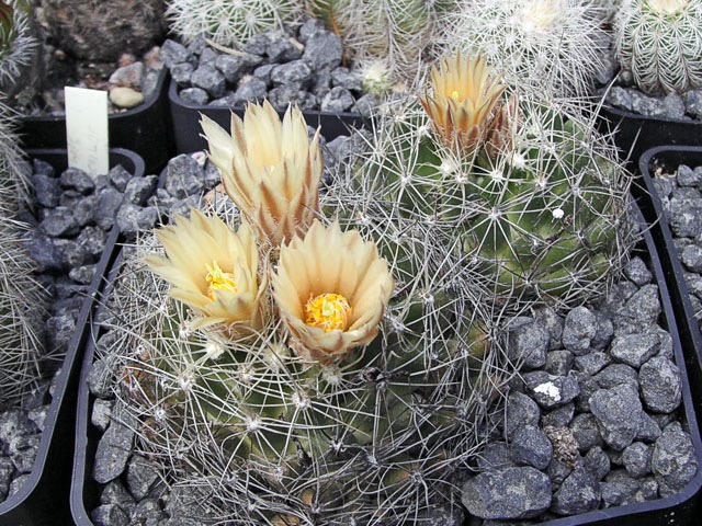 Escobaria missouriensis SB 204