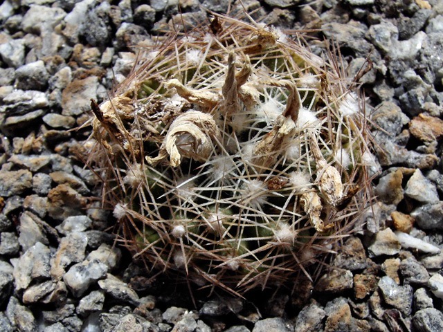 Escobaria missouriensis SB 205