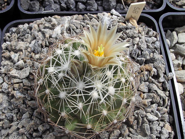 Escobaria missouriensis SB 205