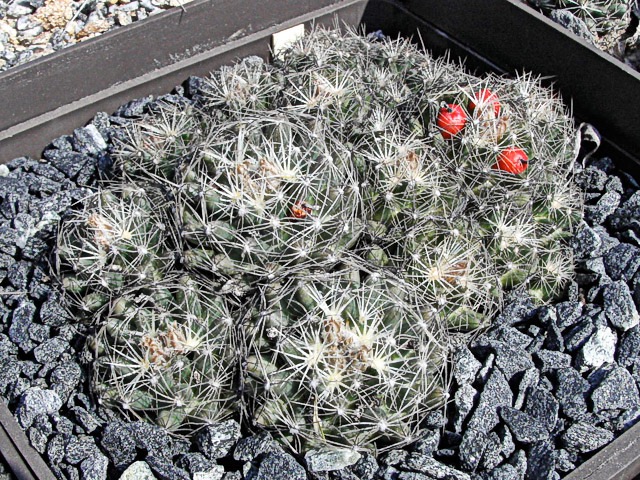 Escobaria missouriensis SB, Garfield Co., MT