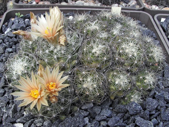 Escobaria missouriensis SB, Garfield Co., MT