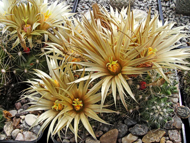 Escobaria missouriensis var. caespitosa, Montgomery Co., KS, ve sklen&iacute;ku