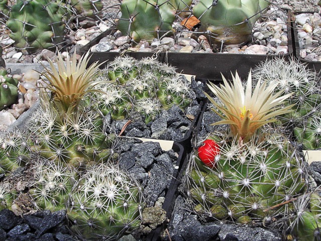 Escobaria missouriensis var. caespitosa, Montgomery Co., KS, ve volné kultuře s krytem na zimu