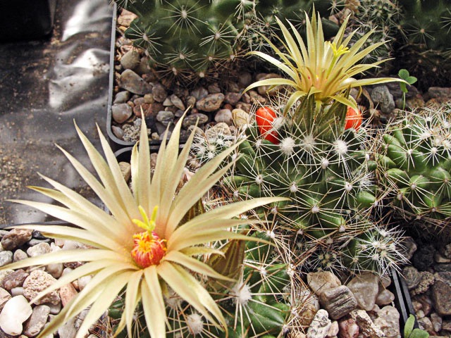 Escobaria missouriensis var. caespitosa, Marshall Co., Okl, ve skleníku