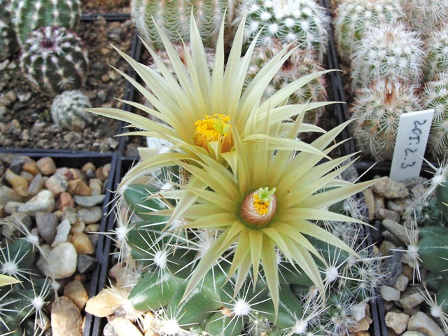 Escobaria missouriensis var. caespitosa, Washington Co., Okl, SB