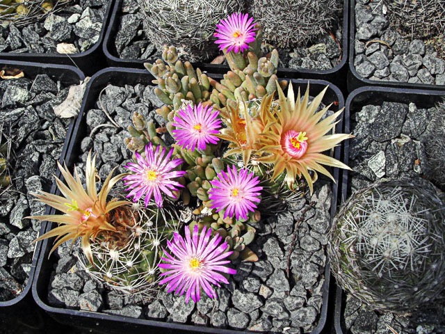 Escobaria missouriensis var. caespitosa SB 8, Brazos Co., TX