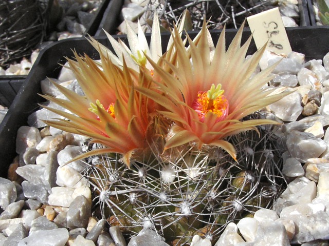 Escobaria missouriensis var. caespitosa SB 8, Brazos Co., TX