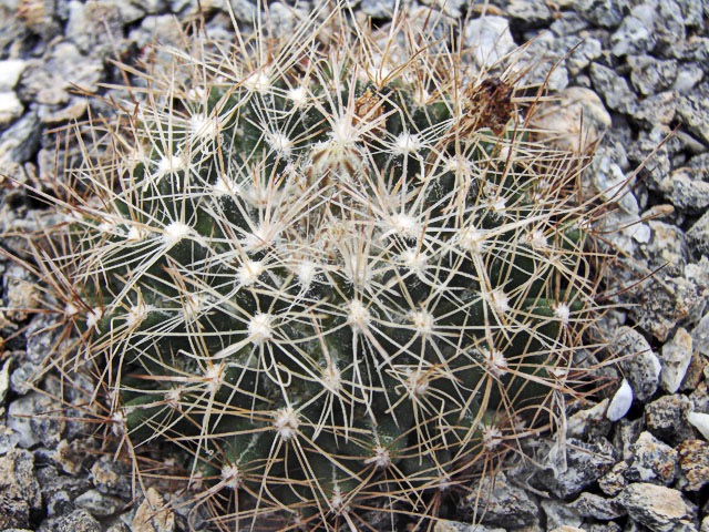 Escobaria missouriensis var. marstoni s poupaty