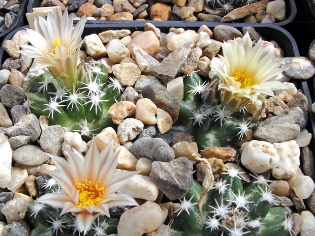 Escobaria missouriensis var. navajoensis RP 33