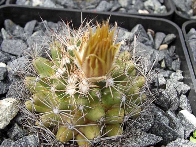 Escobaria missouriensis ’castetteri’