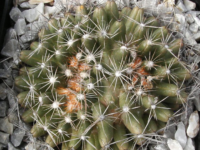 Escobaria missouriensis ’castetteri’