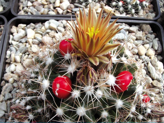 Escobaria sp. Sierra Nacimiento, NM (původ asi J. Mikuláš, JZ cíp Sierra Nacimiento, 
5 km Z od San Ysidro, cca 1800 m n. m., v pískovcových štěrbinách, NM