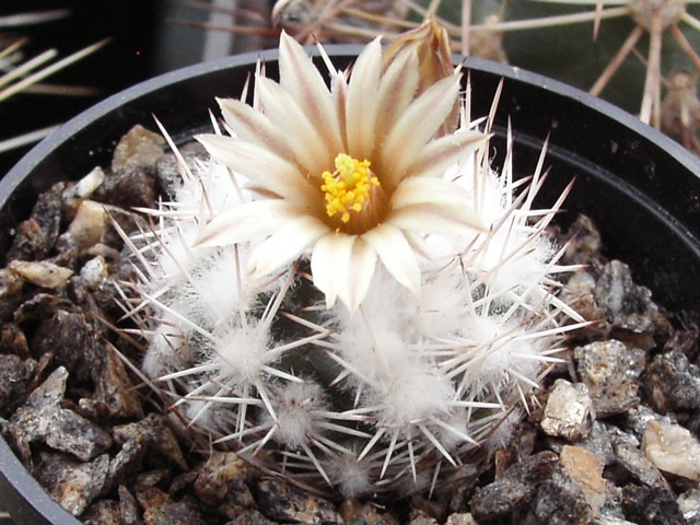 Neobesseya (Cochisea) robbinsorum SB 464, Cochise Co., Az