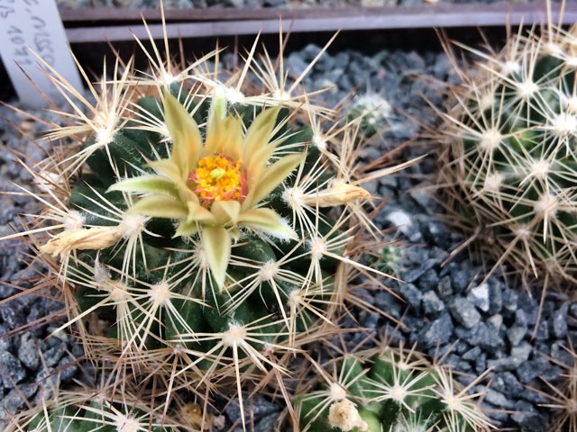 Horké léto 2019 dokázalo zmást kolorádskou N. missouriensis natolik, že po částečném ochlazení 1. 9. vykvetla. Bohužel jsem byl líný dojít pro foťák, tak jen z telefonu...