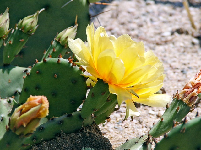 Opuntia compressa, Pt. Pelee, Ont., Canada