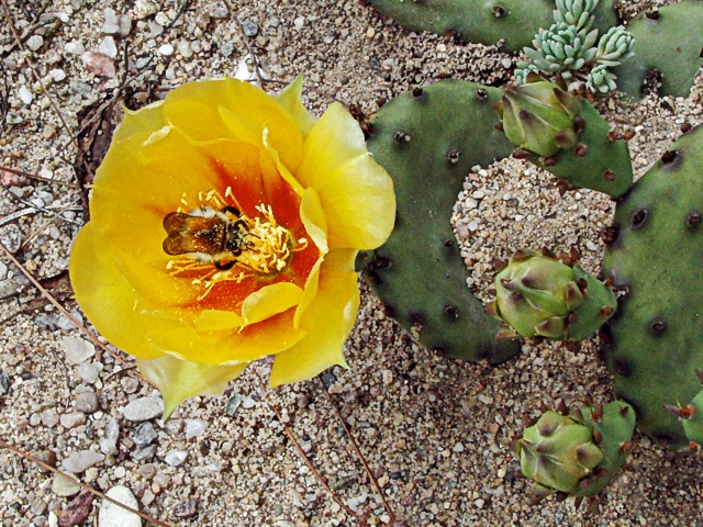 Opuntia compressa