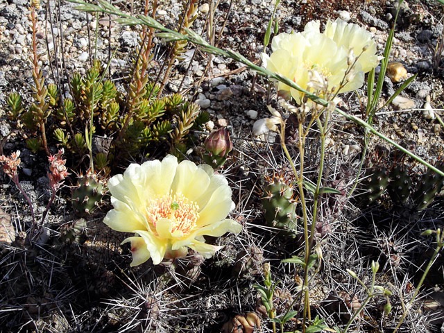 Opuntia fragilis