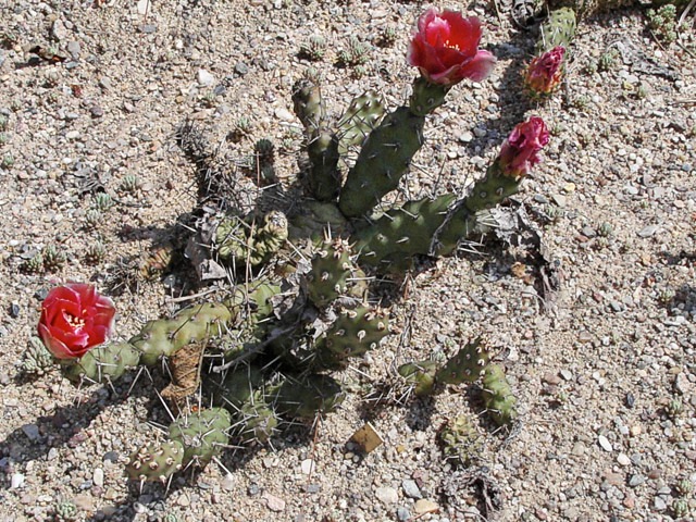Červeně kvetoucí hybrid Opuntia fragilis