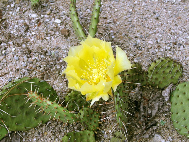 Opuntia humifusa
