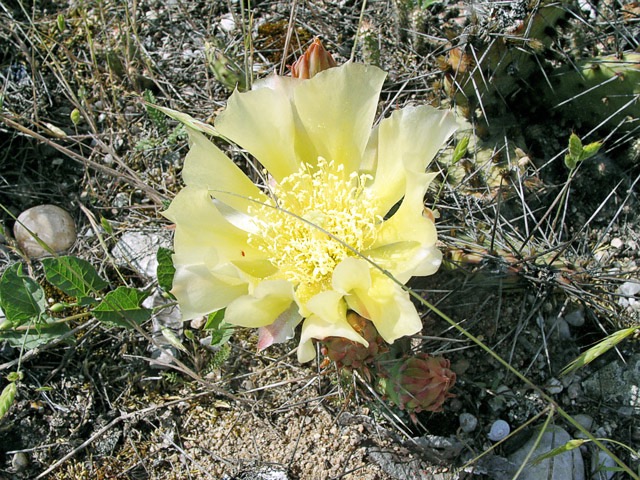 Opuntia farinesquei
