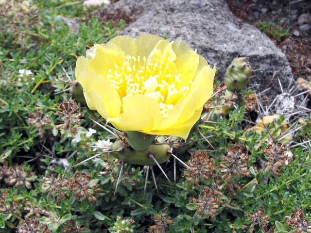 Opuntia drummondii v zajetí mateřídoušky