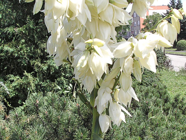 ... ta samá rostlina a pohled na květy