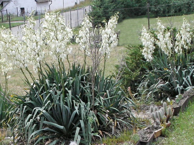 Asi základní juka našich venkovních výsadeb – Yucca filamentosa. Jméno se asi spíše jen traduje...