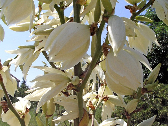 Detail květů Y. filamentosa