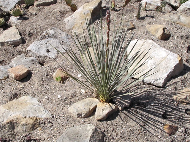 Zřejmě Yucca glauca pár týdnů po výsadbě