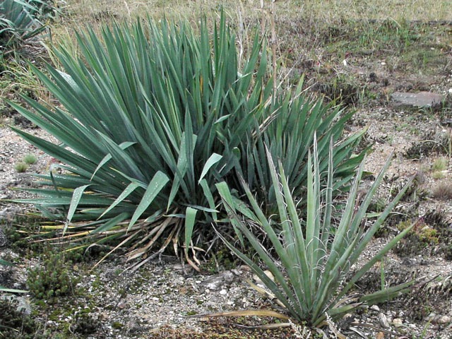 Yucca sp. Sandia Mts., NM, letošní zimu už bohužel neustála... Za ní Y. filamentosa var. minor, která jménu moc čest nedělá...