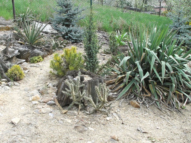 ... tři pohledy na venkovn&iacute; v&yacute;sadby juk u kolegy Karla Skřiv&aacute;nka