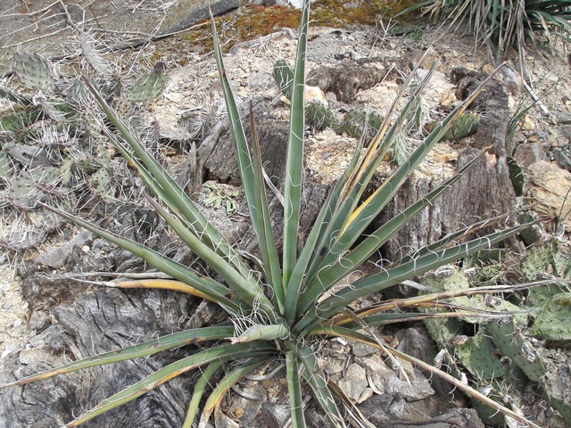 Dal&scaron;&iacute; juka, kter&aacute; viditelně prosperuje