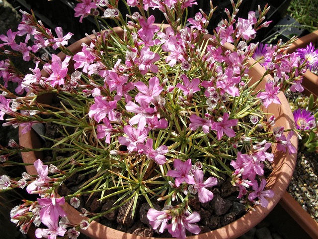 Acantholimon - mlad&aacute; sazenice v 25cm květin&aacute;či - vhodn&yacute; doplněk ostatn&iacute;ch pichlav&yacute;ch ve voln&yacute;ch v&yacute;sadb&aacute;ch...