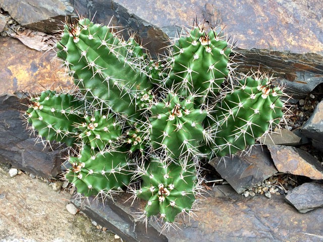 Echinocereus trglochidiatus narostl do pěkného trsu