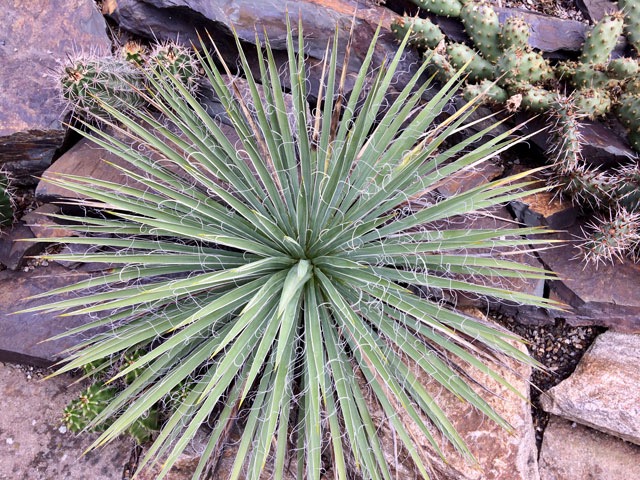 Miniaturní juka Y. harrimaniae ’Nana’