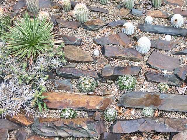 Nahoře pektinátní echinocereusy, dole neobeseje